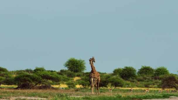 两名长颈鹿行走在博茨瓦纳卡拉哈里狩猎保护区中部的斯宾博克人中间 — 图库视频影像