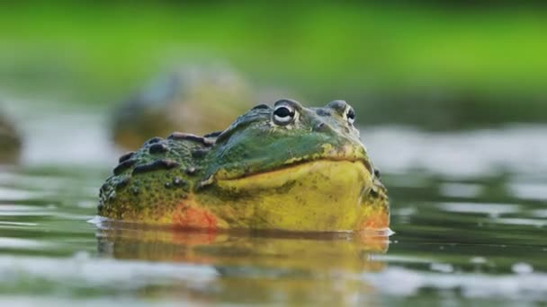 Close Colorful Huge Bullfrog Expanding Its Throat Attract Females Mating — Stock Video