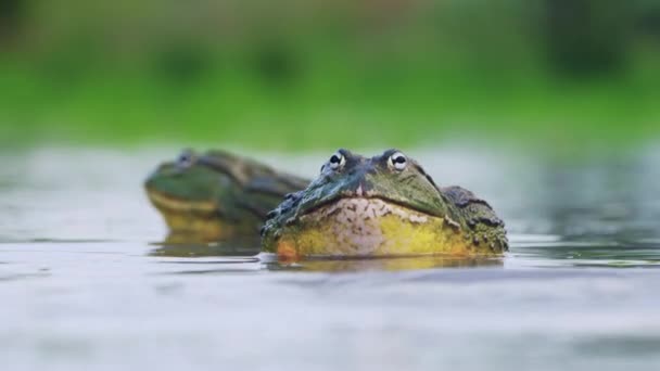 Mating Season Huge African Bullfrogs Pond Central Kalahari Game Reserve — Stock Video