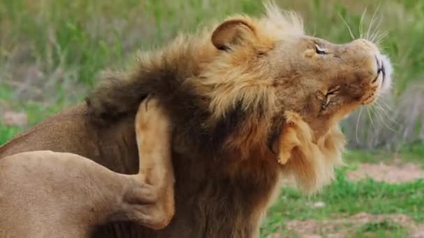 Magnífico Leão Masculino Prime Arranha Topo Sua Cabeça Deserto Kalahari — Vídeo de Stock