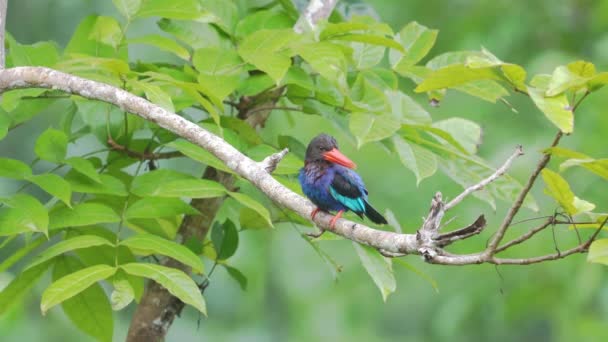 Javan Kingfisher Bird Bathing Basking Sun Tree Branch — Vídeo de stock