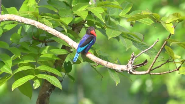 Javan Kingfisher Pławiący Się Gorącym Słońcu Ciągu Dnia — Wideo stockowe