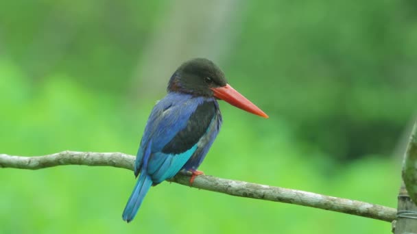 Spojrzenia Zza Piękny Javan Kingfisher Ptak Jest Siedzący Gałęzi Drzewa — Wideo stockowe