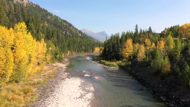 氷河国立公園の緑豊かな秋の葉の中心に流れる狭く浅い川 モンタナ州 中程度のショット — ストック動画