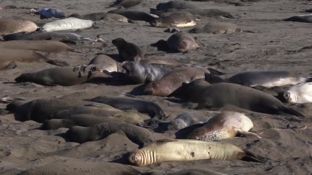 Elephant Seals Cluster Together Rest Sleep Beach Sand San Simeon — Stockvideo
