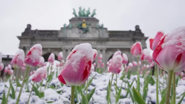 Spring Frost Covering Tulips Cinquantenaire Arcade Memorial Brussels Gate Belgium — Stockvideo