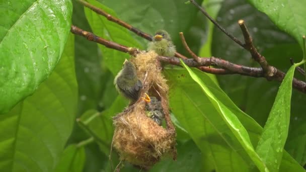 Three Hungry Orange Bellied Flowerpecker Chicks Nest — Video