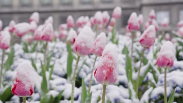 Beautiful View Frozen Tulips Waving Wind Late Frost Spring — Stok video