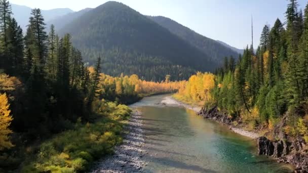 Beautiful Fall Colors Forest Surrounding Shallow Stream Mountainside Glacier National — Stock Video