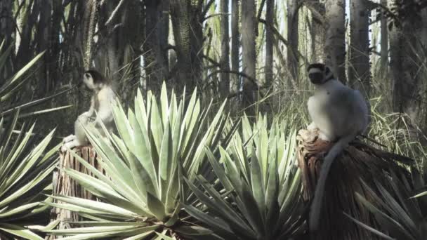 Due Sifaka Bianchi Seduti Posizione Yoga Tronchi Albero Nella Foresta — Video Stock