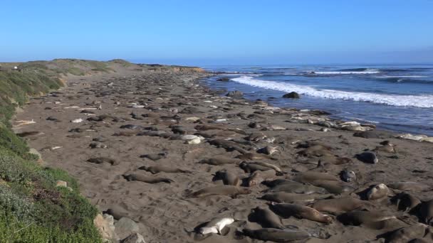 Deniz Fili Manzarası San Simeon Kaliforniya Güneşli Bir Günde Kumsalda — Stok video