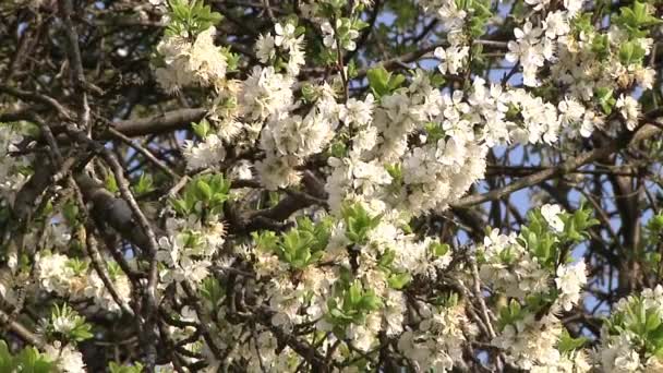 Drzewo Damsona Rozkwicie Kwietniu Wyspy Brytyjskie — Wideo stockowe
