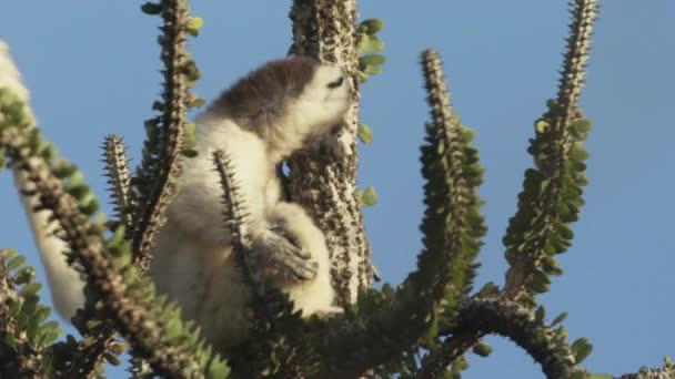 Sifaka Verreauxi Top Octopus Cactus Observes Surroundings Tail Another Sifaka — ストック動画