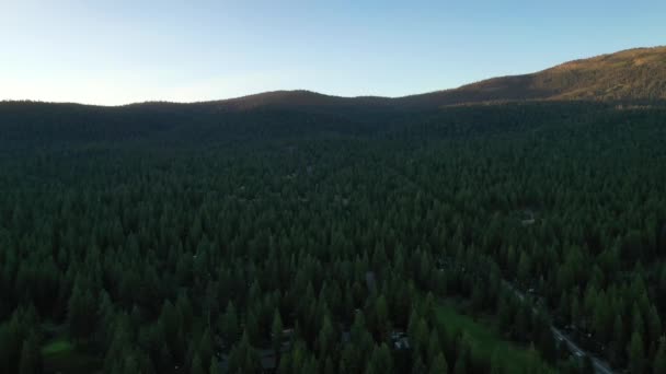 Vista Evergreen Forest Δέντρα Conifer Κατά Διάρκεια Του Ηλιοβασιλέματος Εναέρια — Αρχείο Βίντεο