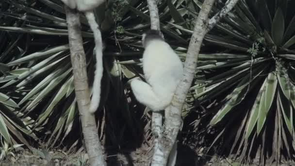 Bir Ağaçta Iki Beyaz Sifaka Biri Dans Etmeyi Andıran Zeminde — Stok video