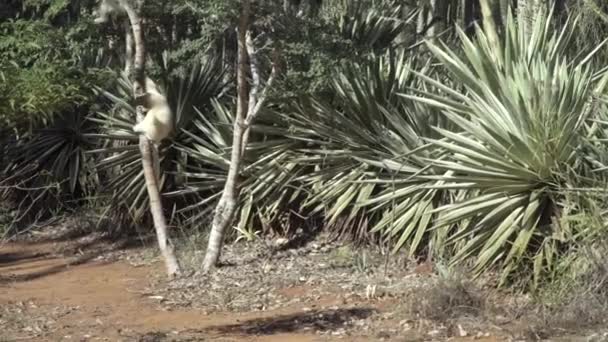 弗罗里奥的Sifaka从一棵树上跳到另一棵树上 在地面上跳跃 就像跳舞一样 照相机从一棵树到另一棵树的平底锅 — 图库视频影像