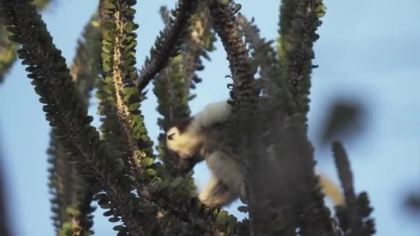 Sifaka Verreauxi Foerageert Een Octopus Cactus Met Blauwe Lucht Achtergrond — Stockvideo