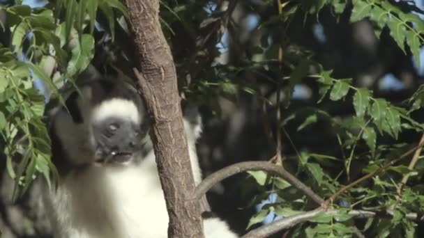 Sifaka Verrauxi Madagaskar Bir Ağaçta Ağaç Kabuğu Yaprak Parçası Kafasını — Stok video