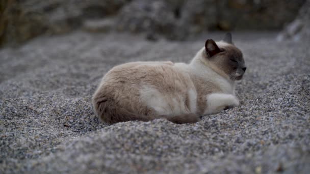 Ospalá Hnědá Bílá Kočka Relaxující Písku Pláži — Stock video
