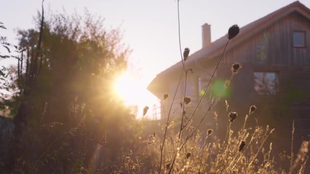 Flowers Bushes Sunset Old Barn Organic Farming Sustainable Nature Grid — Wideo stockowe