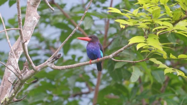 Een Schattige Javan Ijsvogel Het Openen Van Zijn Mond Genieten — Stockvideo