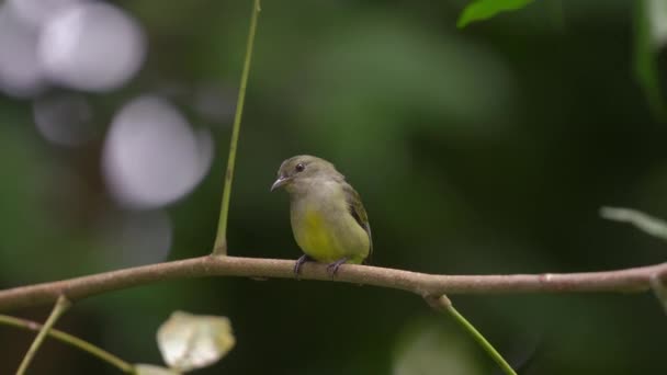 Une Belle Femelle Orange Ventre Oiseau Fleur Perché Sur Une — Video