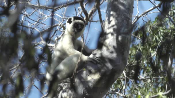 Sifaka Verreauxi Przylgnięty Pnia Drzewa Obserwuje Otoczenie Średni Strzał Błękitne — Wideo stockowe