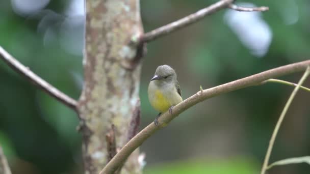 Beautiful Orange Bellied Flowerpecker Bird Perching Branch — Stok video