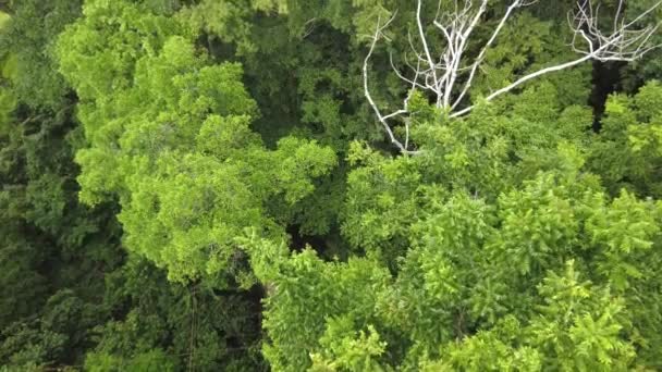Dossel Floresta Tropical Árvores Amazônicas Vista Superior — Vídeo de Stock