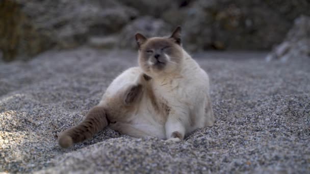 Roztomilý kočka čištění své kožešiny na pláži s kameny v pozadí