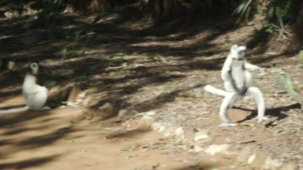 Two Verreaux Sifakas Resting Ground One Raises Moves Forward Hopping — Video Stock