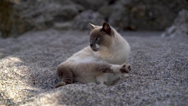 Kumsalda Kendini Temizleyen Kumsalda Oturan Meraklı Oyuncu Bir Kedi — Stok video