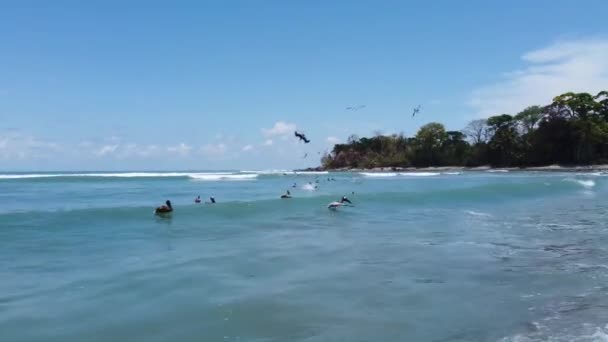 nízké drone oběžné dráhy kolem Pelicans potápění ve vlnách na Pan Dulce Beach na poloostrově Osa v Kostarice