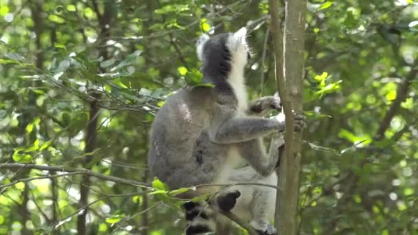 Ring Tailed Lemur Cleans Its Fluffy Tail Clinged Tree — ストック動画