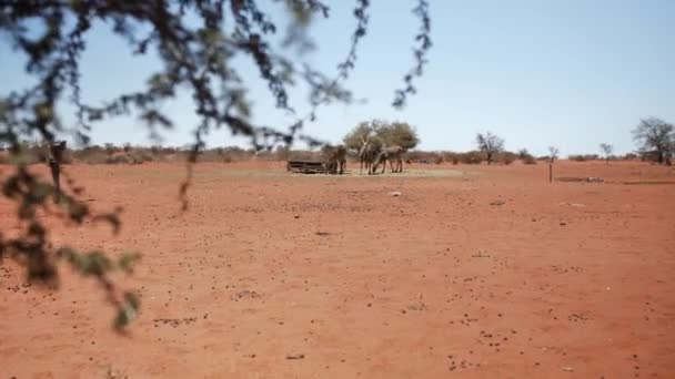 Herd Antelopes Standing Watering Hole Lodge Namibia — Vídeos de Stock