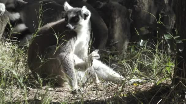 Ring Tailed Lemur Grass Scratches Chin Walks Away — стоковое видео