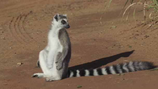 Ring Tailed Lemur Sitting Sandy Road Tail Spread Neatly Ground — Stock videók