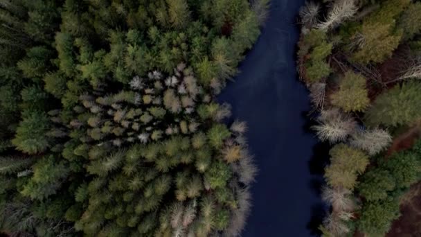 Aerial Drone Top Bird Eye Video Footage Pine Forest Pond — Vídeo de stock