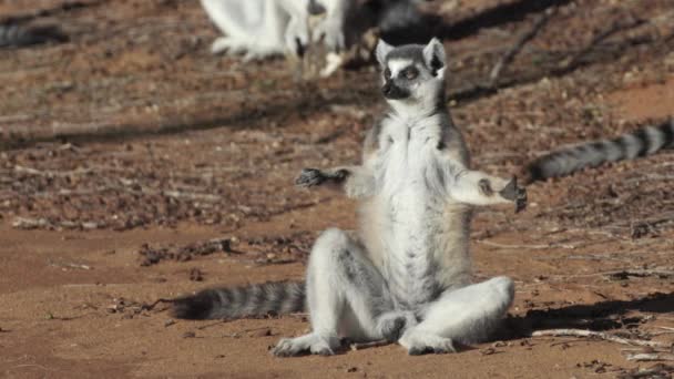 Catta Lemur Sabah Güneşlenirken Kumlu Zeminde Yoga Pozisyonu Almış Bacak — Stok video