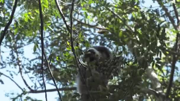 Ring Tailed Lemur Forages Canopy Fig Tree Madagascar Green Leaves — Wideo stockowe