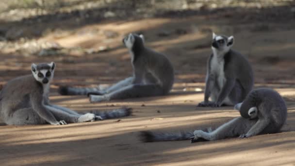 Four Ring Tailed Lemurs Resting Shade Sandy Road Two More — Stockvideo