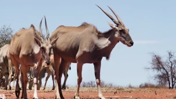 Herd Antelopes Namibia Close Shot Red Sand Sun — Stock videók