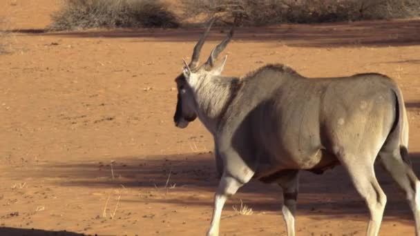 Een Oryx Antilope Loopt Langzaam Weg Zon Namibië Afrika — Stockvideo