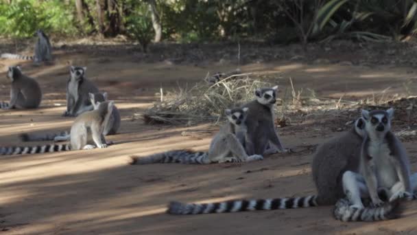 Social Interaction Group Ring Tailed Lemurs Resting Shade Sandy Road — ストック動画