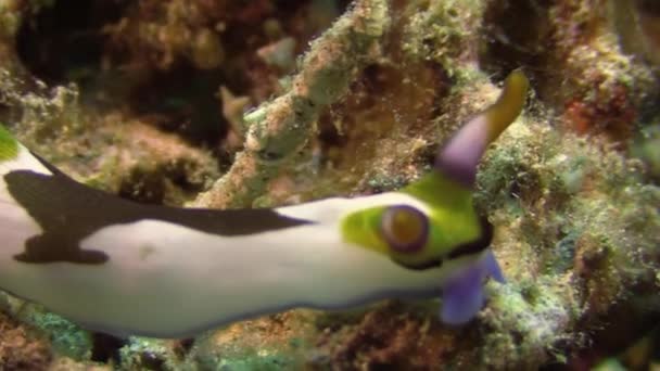 Close Shot Nudibranch Nembrotha Chamberlain Crawling Left Right Coral Reef — стоковое видео