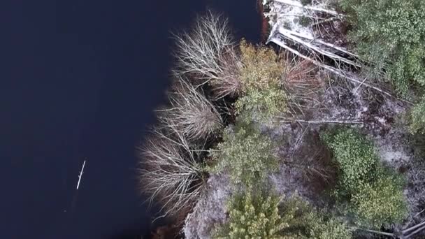 Aerial Drone Top Bird Eye Video Footage Pine Forest Pond — Vídeo de Stock