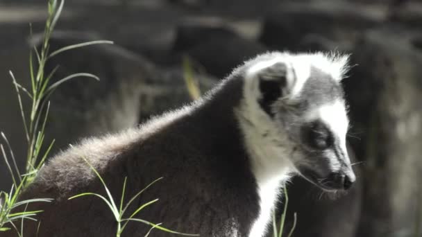 Lemur Okrągły Obraca Głową Rysuje Futro Inny Lemur Przechodzi Tle — Wideo stockowe