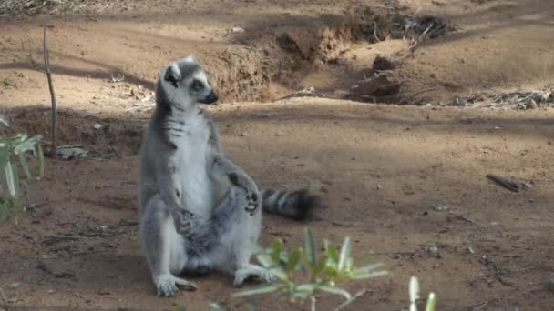 Lemur Okrągły Siedzący Piaszczystych Ramionach Dolnych Rozłożonych Kolejny Lemur Przechodzi — Wideo stockowe