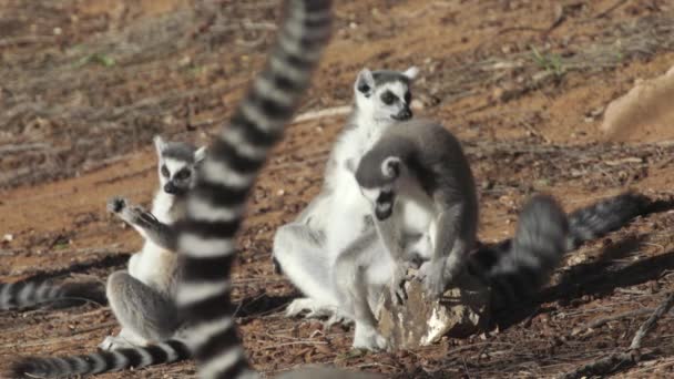 Three Ring Tailed Lemurs Sunbathing Another Catta Passes Foreground Tail — Stockvideo