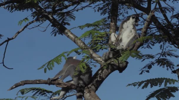 Två Ringsvansade Lemurer Krontaket Ett Träd Madagaskar Person Klättrar Nedåt — Stockvideo